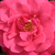 Roz - Trandafir pentru straturi Floribunda - Dauphine